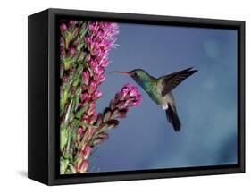 Broad Billed Hummingbird (Cynanthus Latirostris) Az, USA Madera Canyon, Arizona-Mary Mcdonald-Framed Stretched Canvas