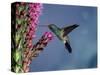 Broad Billed Hummingbird (Cynanthus Latirostris) Az, USA Madera Canyon, Arizona-Mary Mcdonald-Stretched Canvas