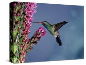 Broad Billed Hummingbird (Cynanthus Latirostris) Az, USA Madera Canyon, Arizona-Mary Mcdonald-Stretched Canvas