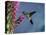 Broad Billed Hummingbird (Cynanthus Latirostris) Az, USA Madera Canyon, Arizona-Mary Mcdonald-Stretched Canvas