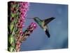 Broad Billed Hummingbird (Cynanthus Latirostris) Az, USA Madera Canyon, Arizona-Mary Mcdonald-Stretched Canvas