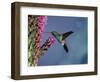 Broad Billed Hummingbird (Cynanthus Latirostris) Az, USA Madera Canyon, Arizona-Mary Mcdonald-Framed Premium Photographic Print