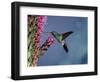 Broad Billed Hummingbird (Cynanthus Latirostris) Az, USA Madera Canyon, Arizona-Mary Mcdonald-Framed Premium Photographic Print