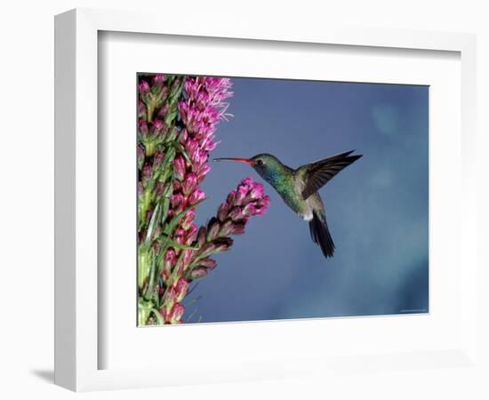 Broad Billed Hummingbird (Cynanthus Latirostris) Az, USA Madera Canyon, Arizona-Mary Mcdonald-Framed Premium Photographic Print