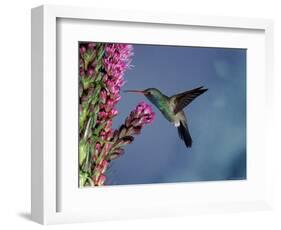 Broad Billed Hummingbird (Cynanthus Latirostris) Az, USA Madera Canyon, Arizona-Mary Mcdonald-Framed Premium Photographic Print