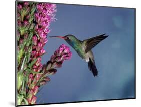 Broad Billed Hummingbird (Cynanthus Latirostris) Az, USA Madera Canyon, Arizona-Mary Mcdonald-Mounted Premium Photographic Print