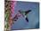 Broad Billed Hummingbird (Cynanthus Latirostris) Az, USA Madera Canyon, Arizona-Mary Mcdonald-Mounted Premium Photographic Print