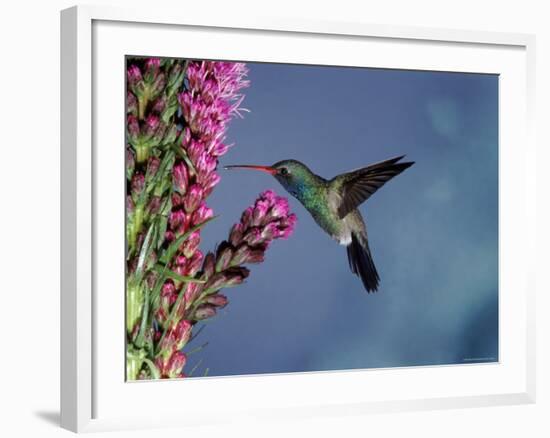 Broad Billed Hummingbird (Cynanthus Latirostris) Az, USA Madera Canyon, Arizona-Mary Mcdonald-Framed Photographic Print