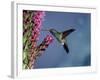 Broad Billed Hummingbird (Cynanthus Latirostris) Az, USA Madera Canyon, Arizona-Mary Mcdonald-Framed Photographic Print