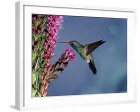 Broad Billed Hummingbird (Cynanthus Latirostris) Az, USA Madera Canyon, Arizona-Mary Mcdonald-Framed Photographic Print