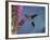 Broad Billed Hummingbird (Cynanthus Latirostris) Az, USA Madera Canyon, Arizona-Mary Mcdonald-Framed Photographic Print