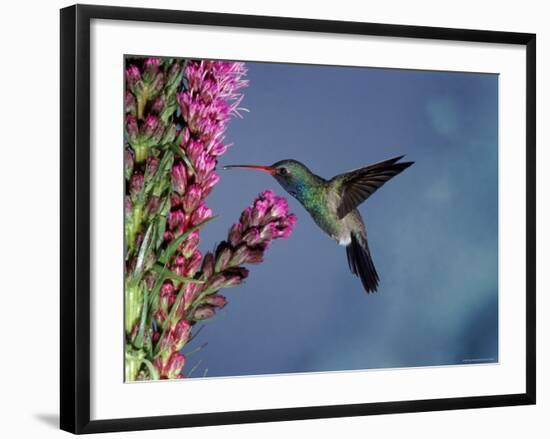 Broad Billed Hummingbird (Cynanthus Latirostris) Az, USA Madera Canyon, Arizona-Mary Mcdonald-Framed Photographic Print