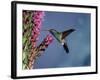 Broad Billed Hummingbird (Cynanthus Latirostris) Az, USA Madera Canyon, Arizona-Mary Mcdonald-Framed Photographic Print