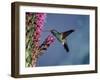 Broad Billed Hummingbird (Cynanthus Latirostris) Az, USA Madera Canyon, Arizona-Mary Mcdonald-Framed Photographic Print