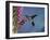 Broad Billed Hummingbird (Cynanthus Latirostris) Az, USA Madera Canyon, Arizona-Mary Mcdonald-Framed Photographic Print