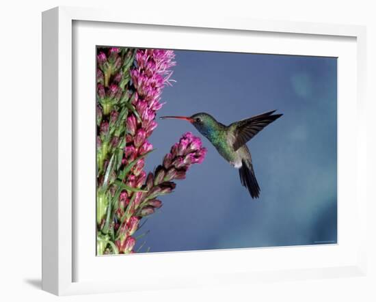 Broad Billed Hummingbird (Cynanthus Latirostris) Az, USA Madera Canyon, Arizona-Mary Mcdonald-Framed Photographic Print