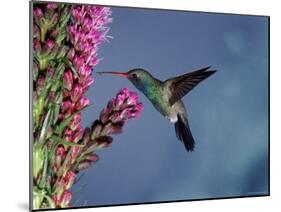 Broad Billed Hummingbird (Cynanthus Latirostris) Az, USA Madera Canyon, Arizona-Mary Mcdonald-Mounted Photographic Print