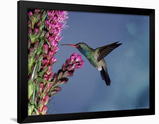 Broad Billed Hummingbird (Cynanthus Latirostris) Az, USA Madera Canyon, Arizona-Mary Mcdonald-Framed Photographic Print