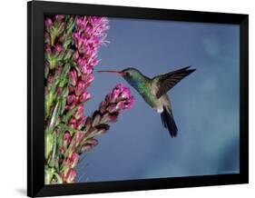 Broad Billed Hummingbird (Cynanthus Latirostris) Az, USA Madera Canyon, Arizona-Mary Mcdonald-Framed Photographic Print