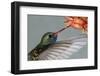 Broad-billed Hummingbird (Cynanthus latirostris) Male in flight, hovering-Malcolm Schuyl-Framed Photographic Print