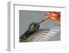 Broad-billed Hummingbird (Cynanthus latirostris) Male in flight, hovering-Malcolm Schuyl-Framed Photographic Print