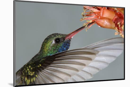 Broad-billed Hummingbird (Cynanthus latirostris) Male in flight, hovering-Malcolm Schuyl-Mounted Photographic Print