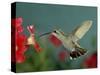 Broad Billed Hummingbird, Female Feeding on Petunia Flower, Arizona, USA-Rolf Nussbaumer-Stretched Canvas