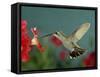 Broad Billed Hummingbird, Female Feeding on Petunia Flower, Arizona, USA-Rolf Nussbaumer-Framed Stretched Canvas