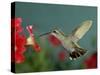 Broad Billed Hummingbird, Female Feeding on Petunia Flower, Arizona, USA-Rolf Nussbaumer-Stretched Canvas