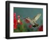 Broad Billed Hummingbird, Female Feeding on Petunia Flower, Arizona, USA-Rolf Nussbaumer-Framed Premium Photographic Print