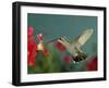 Broad Billed Hummingbird, Female Feeding on Petunia Flower, Arizona, USA-Rolf Nussbaumer-Framed Photographic Print