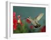 Broad Billed Hummingbird, Female Feeding on Petunia Flower, Arizona, USA-Rolf Nussbaumer-Framed Photographic Print