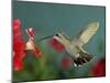 Broad Billed Hummingbird, Female Feeding on Petunia Flower, Arizona, USA-Rolf Nussbaumer-Mounted Photographic Print