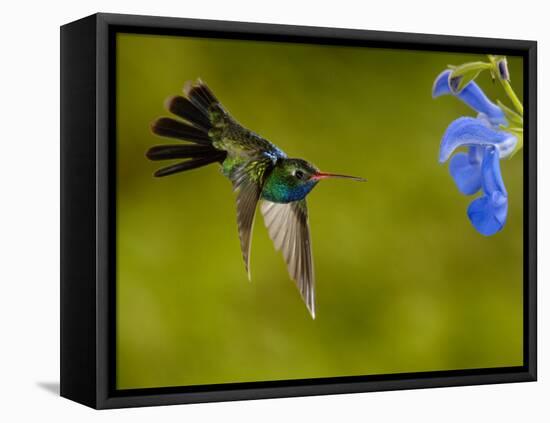Broad-Billed Hummingbird, Male Feeding on Garden Flowers, USA-Dave Watts-Framed Stretched Canvas