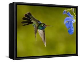 Broad-Billed Hummingbird, Male Feeding on Garden Flowers, USA-Dave Watts-Framed Stretched Canvas