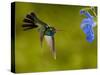 Broad-Billed Hummingbird, Male Feeding on Garden Flowers, USA-Dave Watts-Stretched Canvas