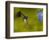 Broad-Billed Hummingbird, Male Feeding on Garden Flowers, USA-Dave Watts-Framed Premium Photographic Print