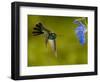 Broad-Billed Hummingbird, Male Feeding on Garden Flowers, USA-Dave Watts-Framed Premium Photographic Print