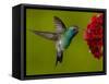 Broad-Billed Hummingbird, Male Feeding on Garden Flowers, USA-Dave Watts-Framed Stretched Canvas