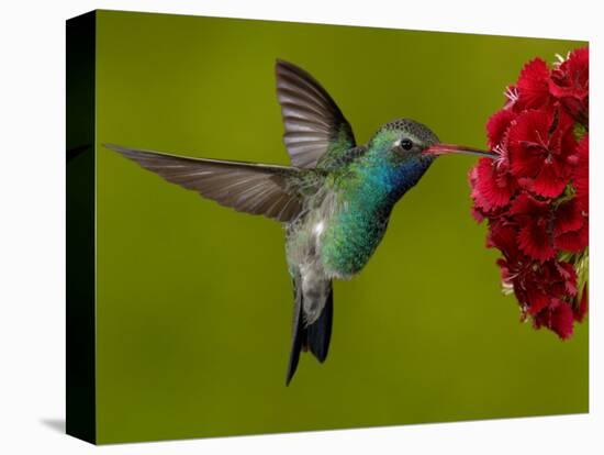 Broad-Billed Hummingbird, Male Feeding on Garden Flowers, USA-Dave Watts-Stretched Canvas