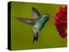 Broad-Billed Hummingbird, Male Feeding on Garden Flowers, USA-Dave Watts-Stretched Canvas