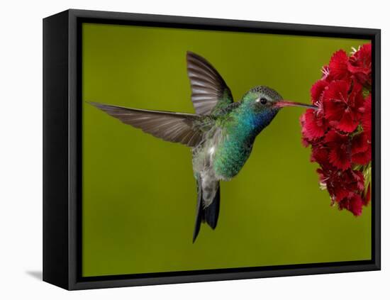 Broad-Billed Hummingbird, Male Feeding on Garden Flowers, USA-Dave Watts-Framed Stretched Canvas