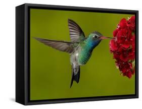 Broad-Billed Hummingbird, Male Feeding on Garden Flowers, USA-Dave Watts-Framed Stretched Canvas