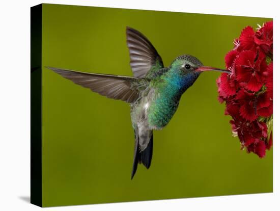 Broad-Billed Hummingbird, Male Feeding on Garden Flowers, USA-Dave Watts-Stretched Canvas