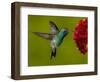 Broad-Billed Hummingbird, Male Feeding on Garden Flowers, USA-Dave Watts-Framed Premium Photographic Print