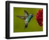 Broad-Billed Hummingbird, Male Feeding on Garden Flowers, USA-Dave Watts-Framed Premium Photographic Print