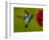 Broad-Billed Hummingbird, Male Feeding on Garden Flowers, USA-Dave Watts-Framed Premium Photographic Print