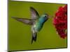 Broad-Billed Hummingbird, Male Feeding on Garden Flowers, USA-Dave Watts-Mounted Premium Photographic Print