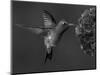 Broad-Billed Hummingbird, Male Feeding on Garden Flowers, USA-Dave Watts-Mounted Premium Photographic Print