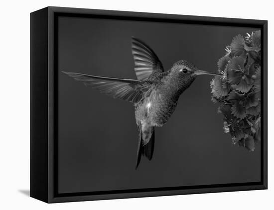 Broad-Billed Hummingbird, Male Feeding on Garden Flowers, USA-Dave Watts-Framed Stretched Canvas